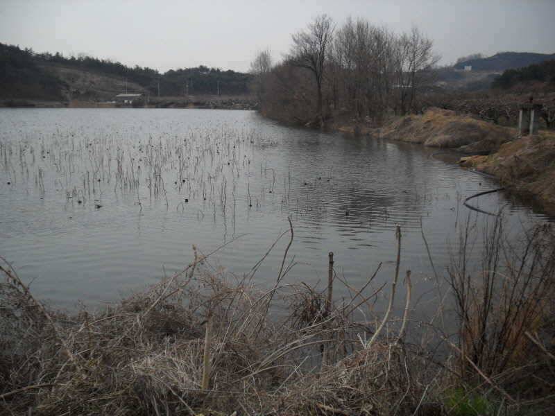 월척을 만나기 좋은시기죠 (조황조행기 - 특파원조황)