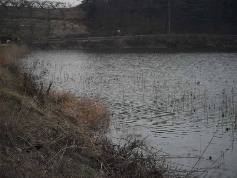 월척을 만나기 좋은시기죠 (조황조행기 - 특파원조황)