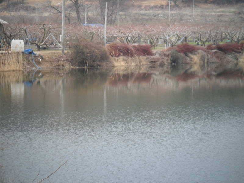 월척을 만나기 좋은시기죠 (조황조행기 - 특파원조황)