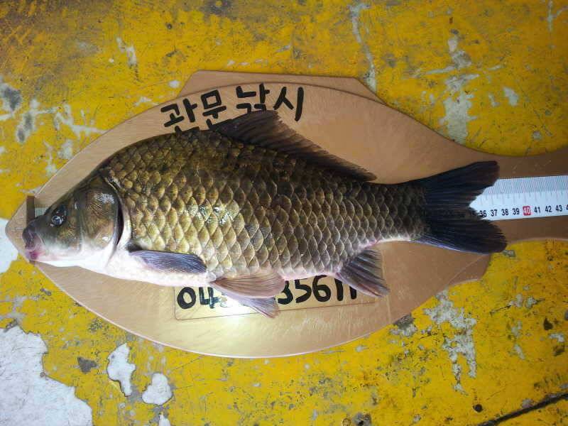 충주호 목벌덕곡리 조황 (조황조행기 - 특파원조황)
