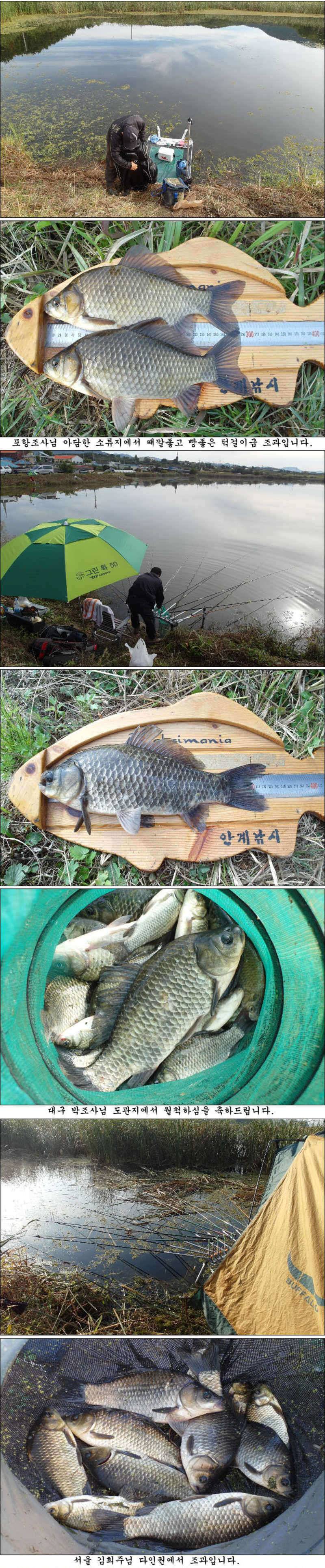 마릿수 월척에 대물 조황소식 입니다 (조황조행기 - 특파원조황)