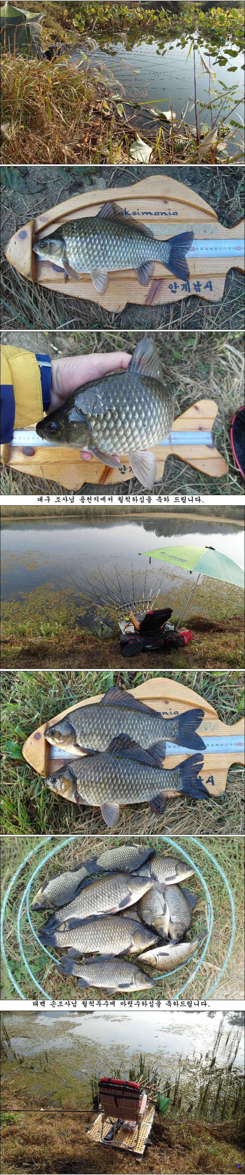 마릿수 월척에 대물 조황소식 입니다 (조황조행기 - 특파원조황)