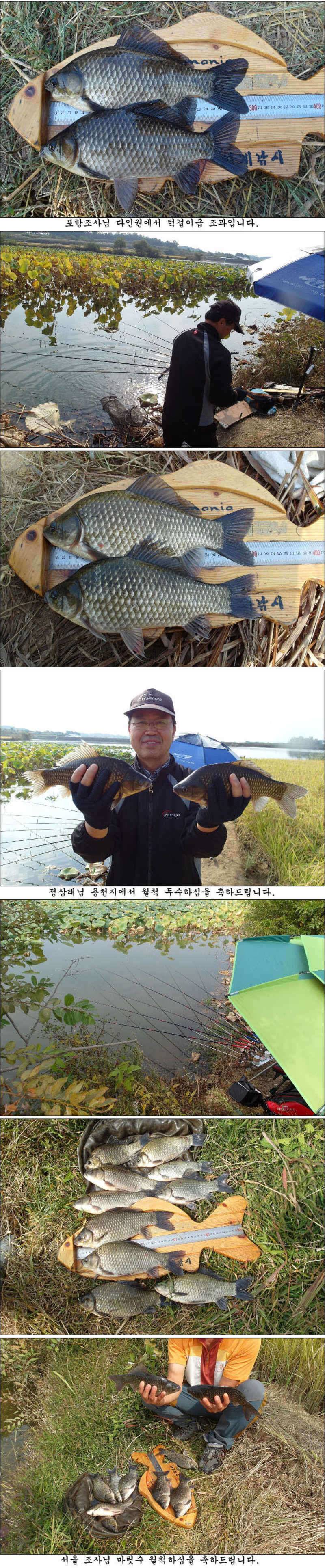 마릿수 월척에 대물 조황소식 입니다 (조황조행기 - 특파원조황)