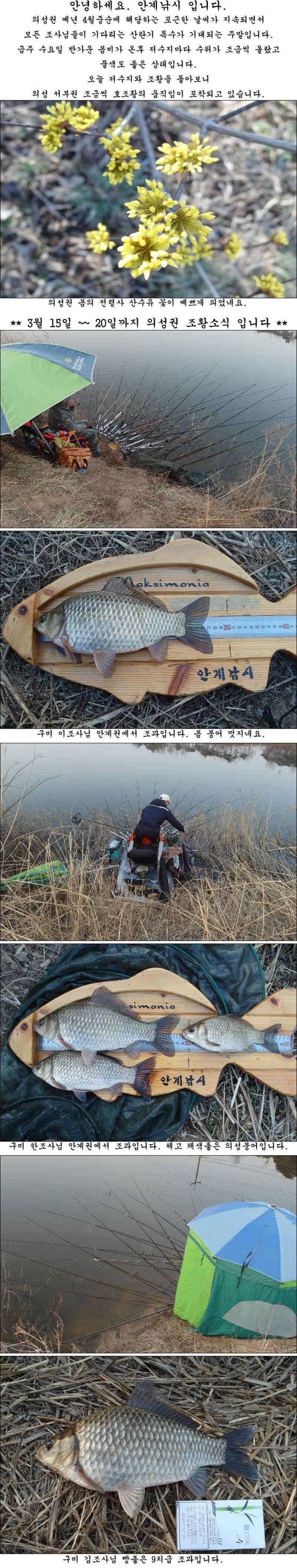 좋은날씨 멋진 봄 붕어들 (조황조행기 - 특파원조황)