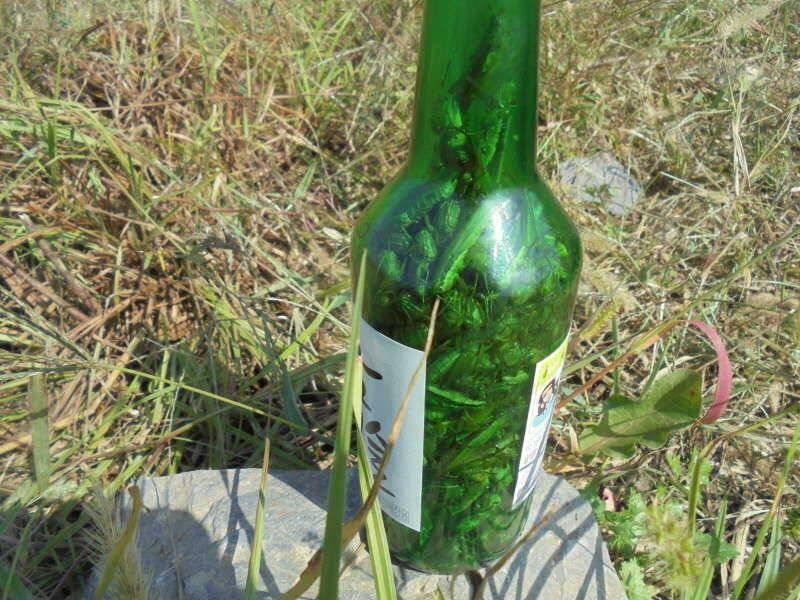 105 부남호 조황 꽝 낚시 꽝 (조황조행기 - 특파원조황)
