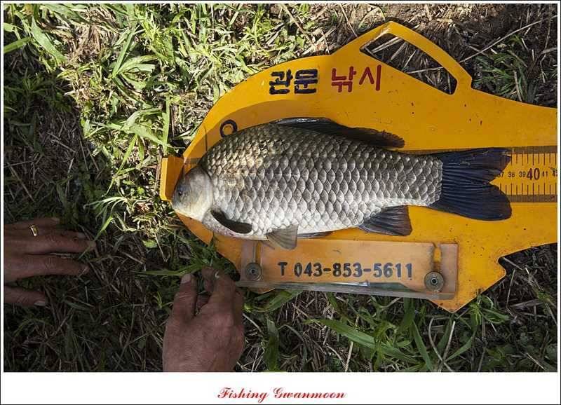 추평지 대물강붕어 대물 (조황조행기 - 특파원조황)