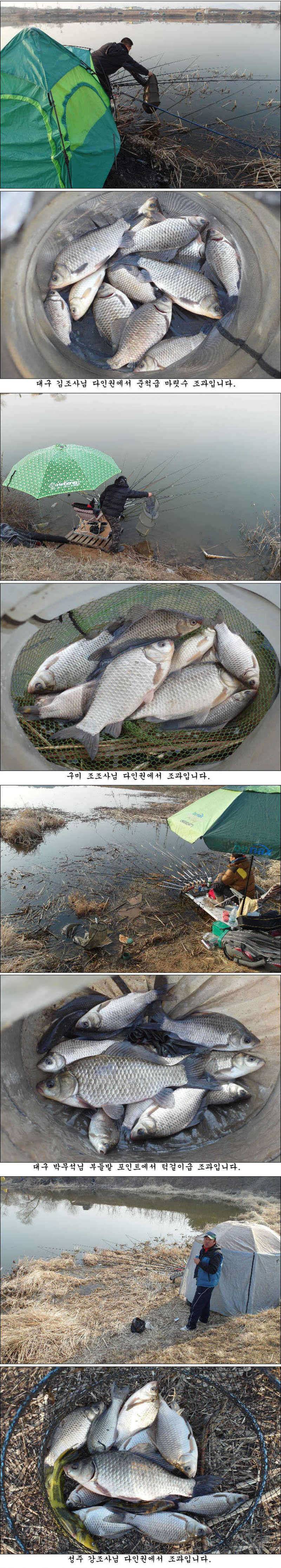 좋은날씨 멋진 봄 붕어들 (조황조행기 - 특파원조황)