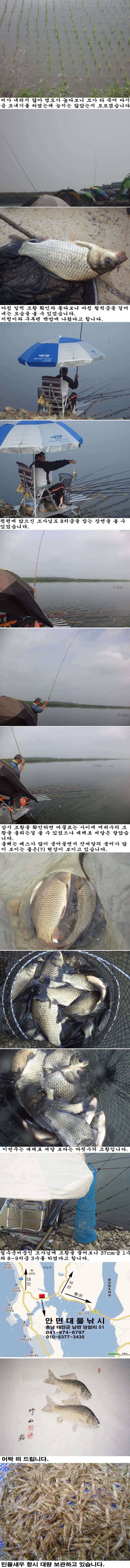 619 부남호 잔씨알 마릿수 주말 조황 (조황조행기 - 특파원조황)