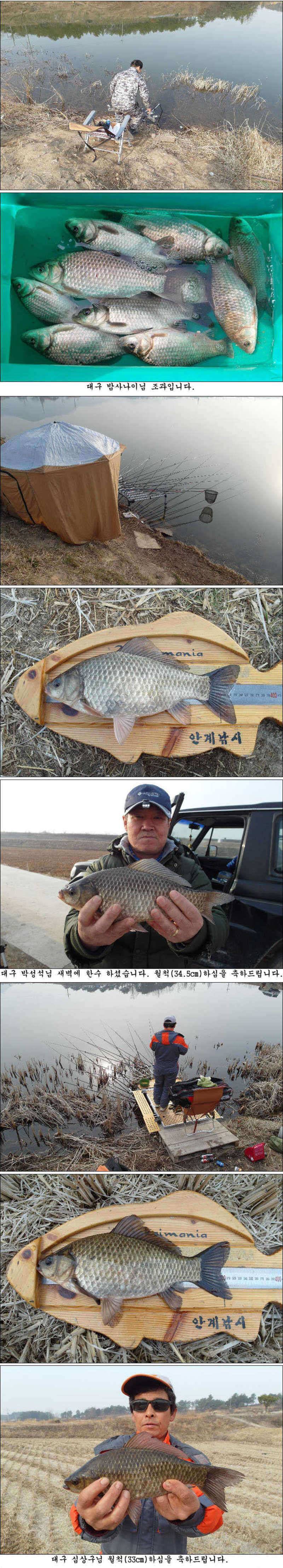 좋은날씨 멋진 봄 붕어들 (조황조행기 - 특파원조황)