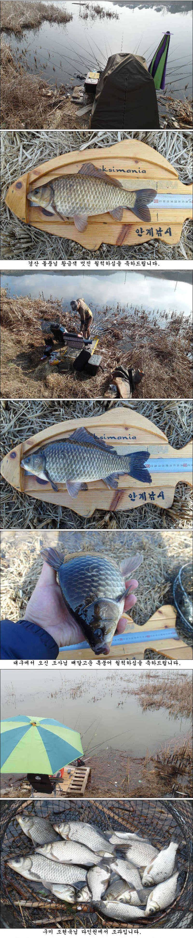 좋은날씨 멋진 봄 붕어들 (조황조행기 - 특파원조황)