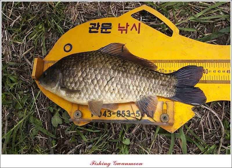 추평지 대물강붕어 대물 (조황조행기 - 특파원조황)