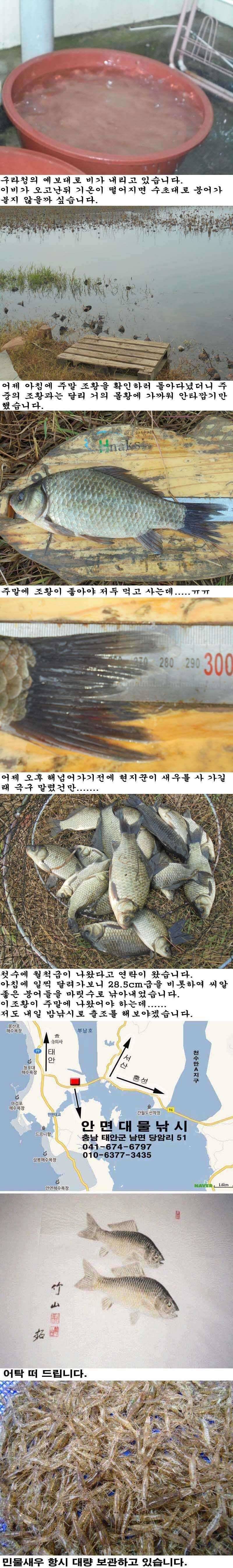1116 안면도권 저수지 심술 궂은 조황 (조황조행기 - 특파원조황)