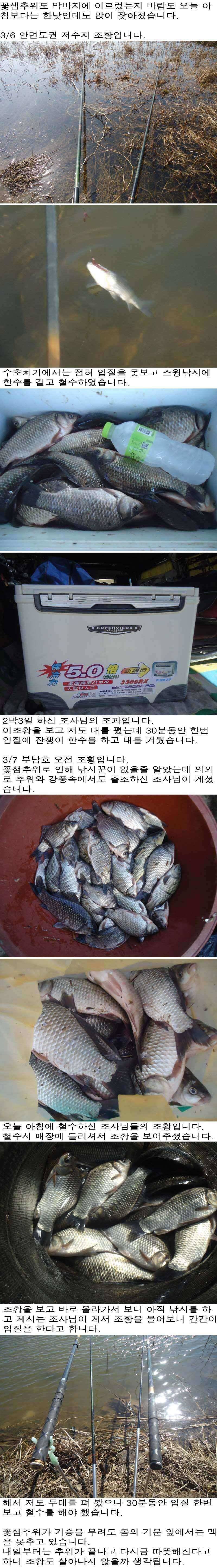 37 안면도권 저수지 및 부남호 꽃샘 추위도 못이기는 봄붕어 조황 (조황조행기 - 특파원조황)