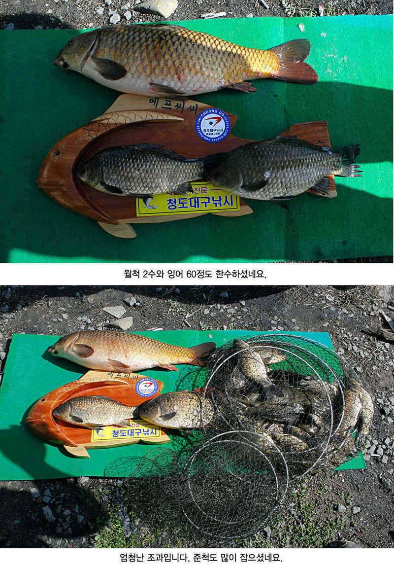 청도권 평지형저수지는 조황이 좋습니다 (조황조행기 - 특파원조황)