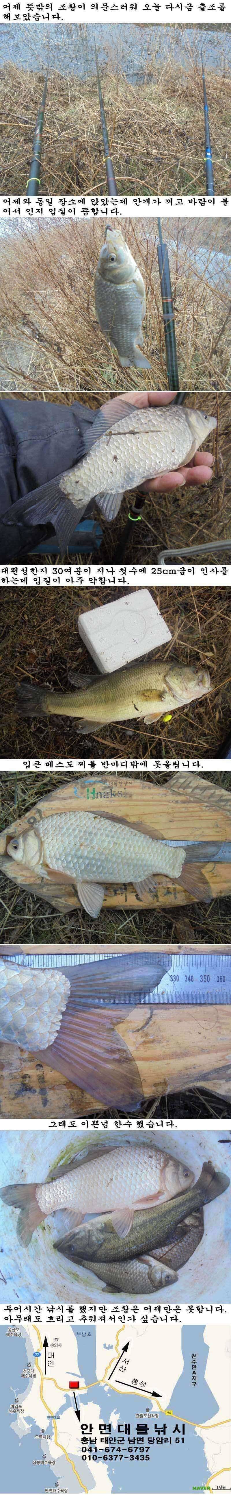 126 부남호 물낚시 조황 (조황조행기 - 특파원조황)