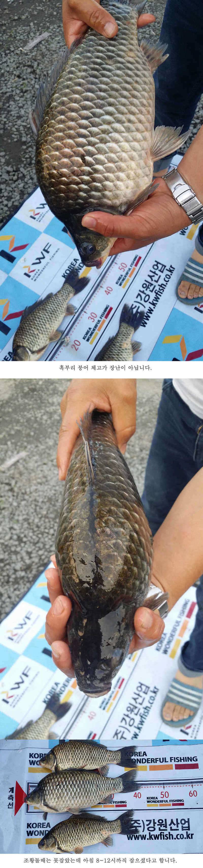 청도권 지난주 조황 (조황조행기 - 특파원조황)