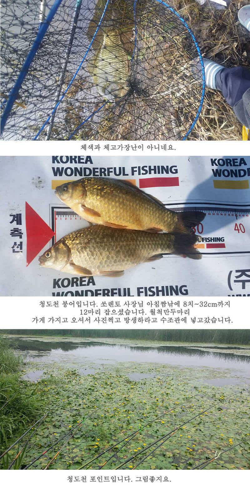 청도권 지난주 조황 (조황조행기 - 특파원조황)