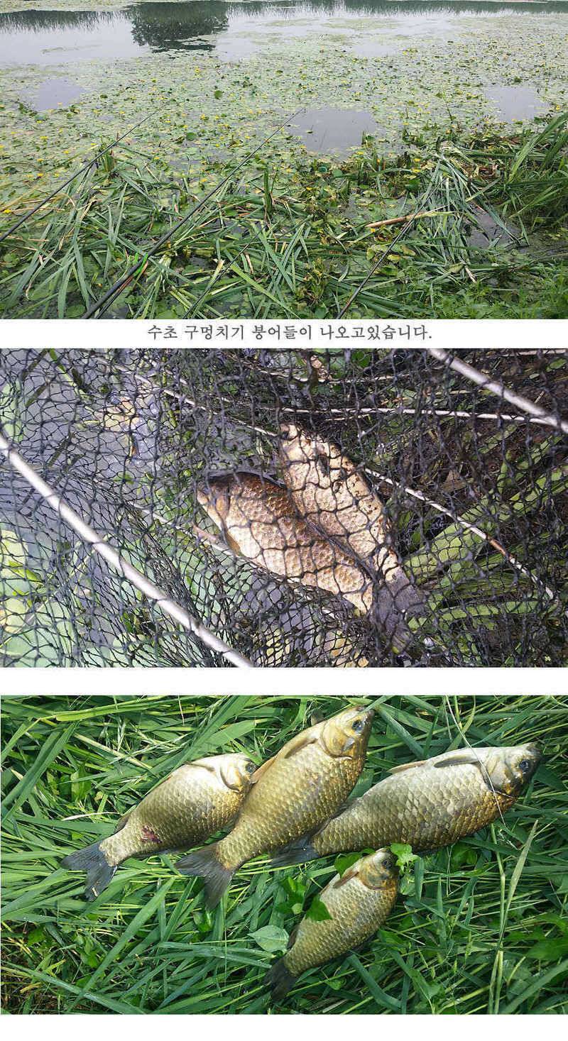 청도권 지난주 조황 (조황조행기 - 특파원조황)