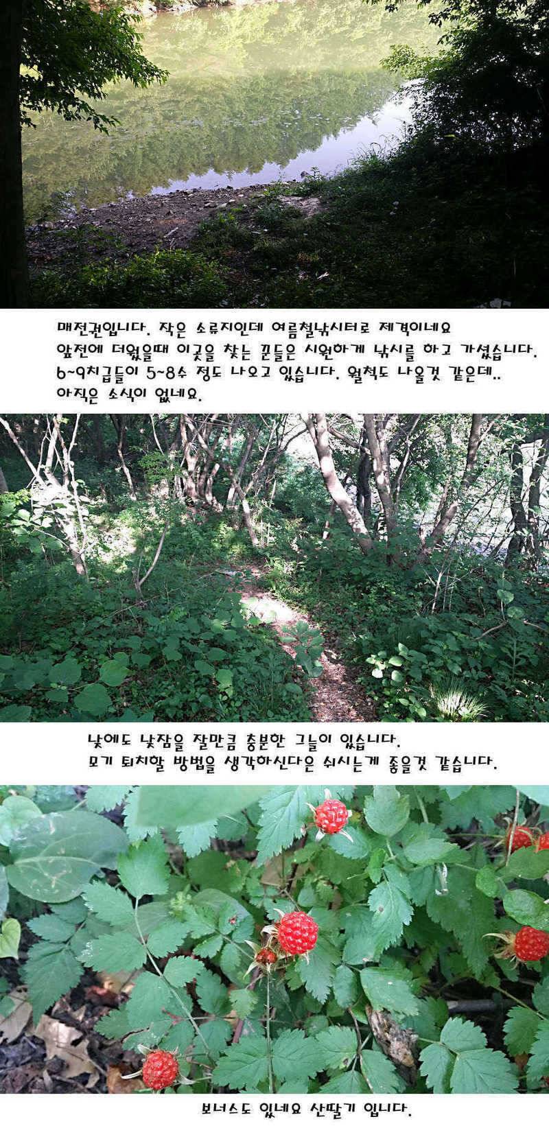 청도권 지난주 조황정보 (조황조행기 - 특파원조황)