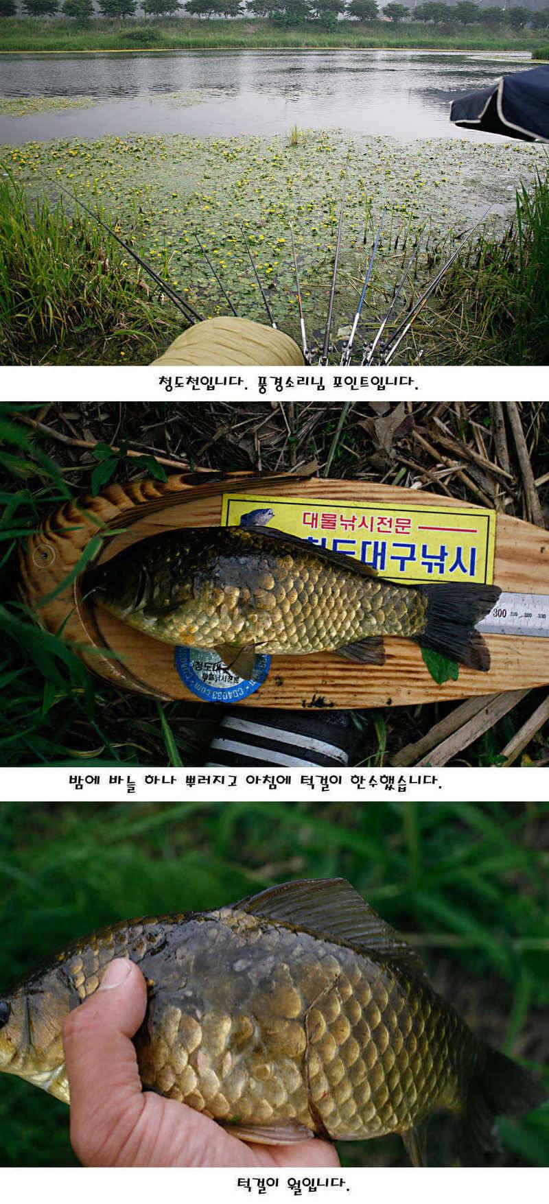 청도권 지난주 조황정보 (조황조행기 - 특파원조황)