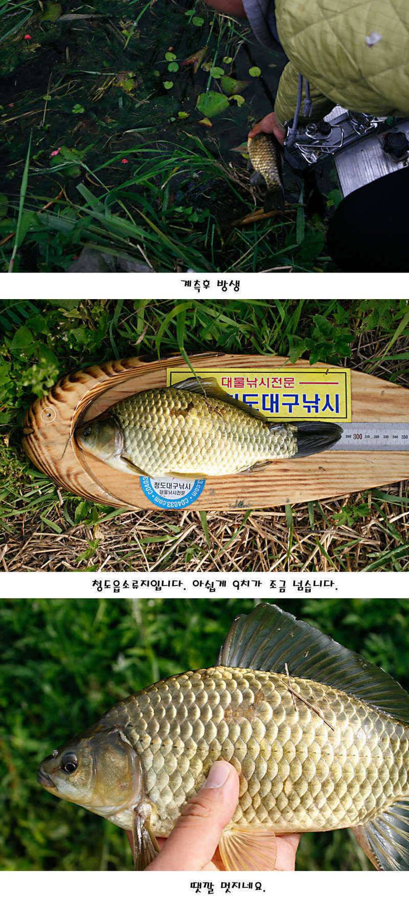 청도권 지난주 조황정보 (조황조행기 - 특파원조황)