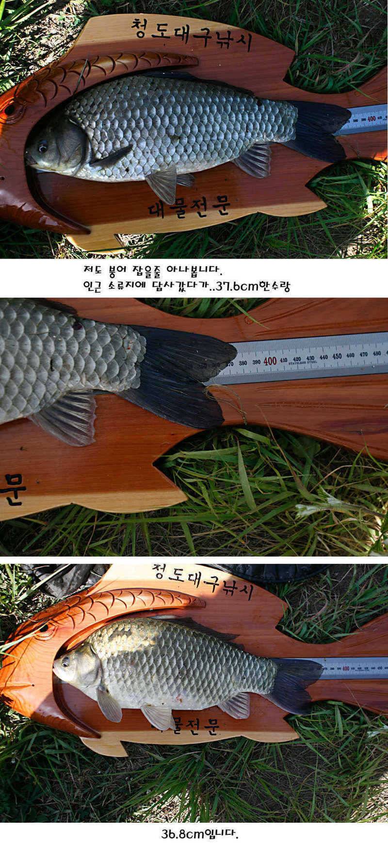 청도권 지난주 조황정보 (조황조행기 - 특파원조황)