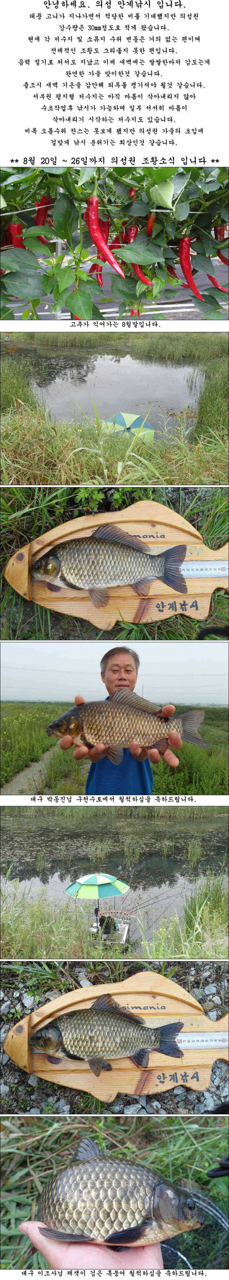 8월 20일 26일까지 조황소식 입니다 (조황조행기 - 특파원조황)
