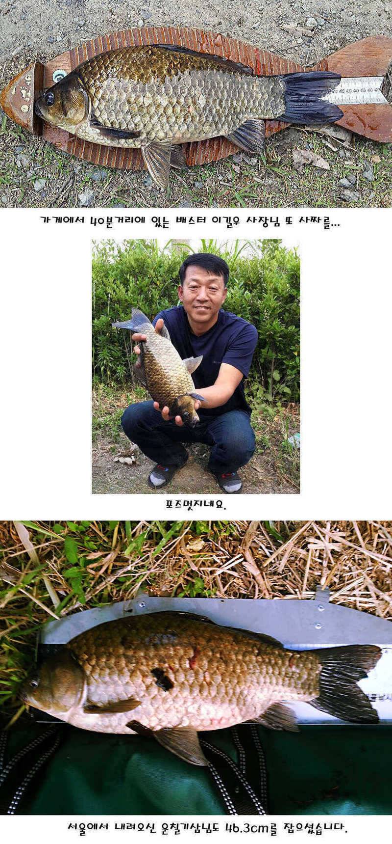 청도권 지난주 조황정보 (조황조행기 - 특파원조황)
