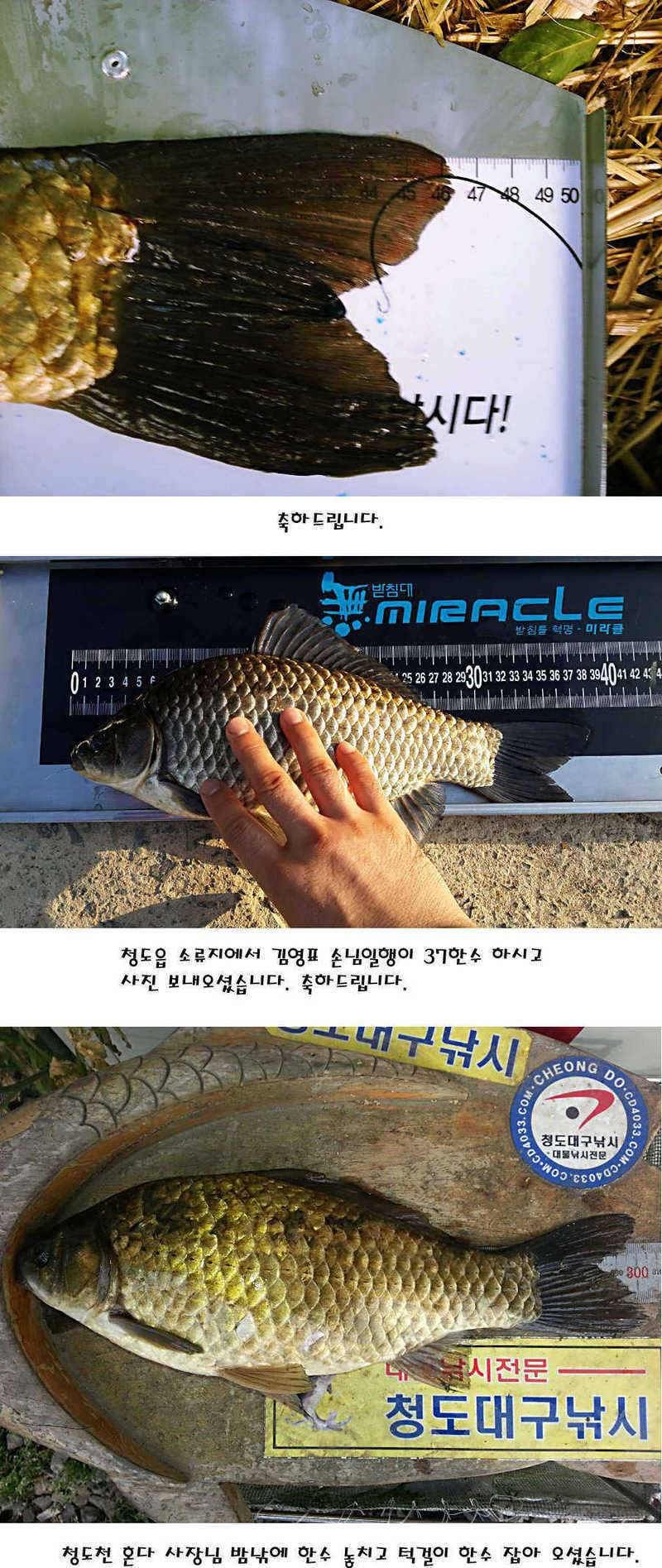 청도권 지난주 조황정보 (조황조행기 - 특파원조황)