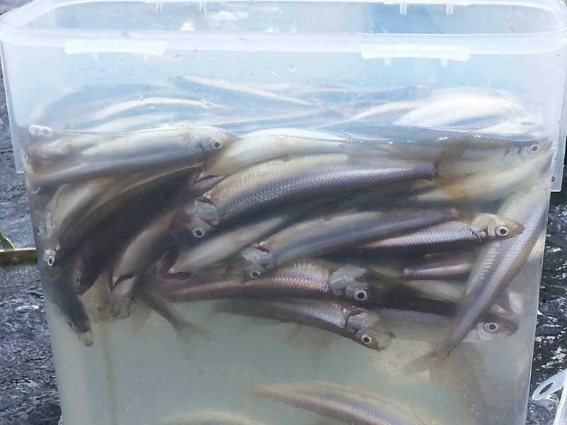 128 빙어 경산권 송림지용성지송백지 조황 (조황조행기 - 특파원조황)