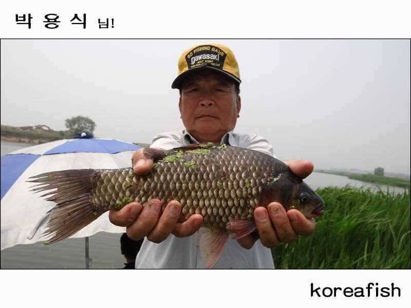 진위천 회화리권월척행진은 이어집니다 (조황조행기 - 특파원조황)