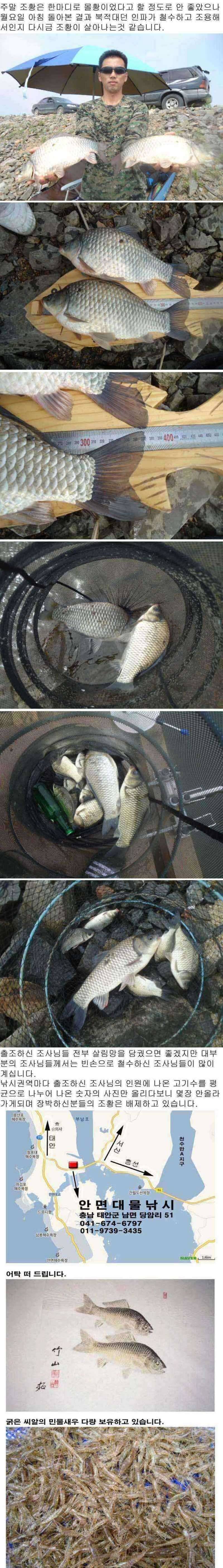 부남호 월요일 주중 조황 안내 (조황조행기 - 특파원조황)