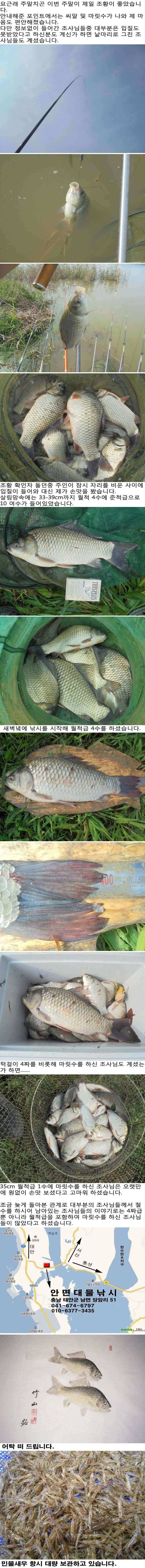 824 부남호 씨알 및 마리수 호조황 (조황조행기 - 특파원조황)