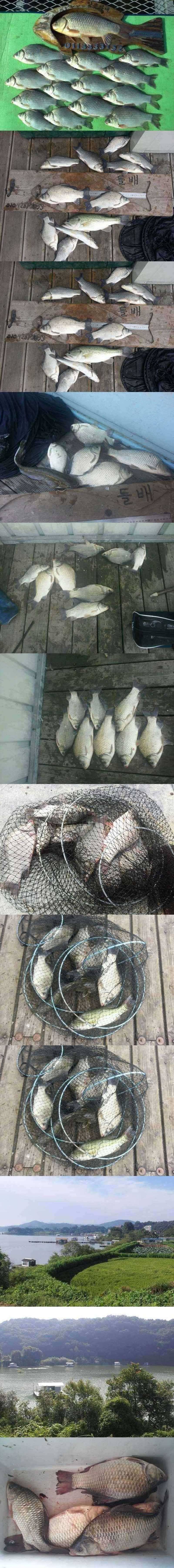 고삼지 가을붕어들이 잘 나옵니다 (조황조행기 - 특파원조황)