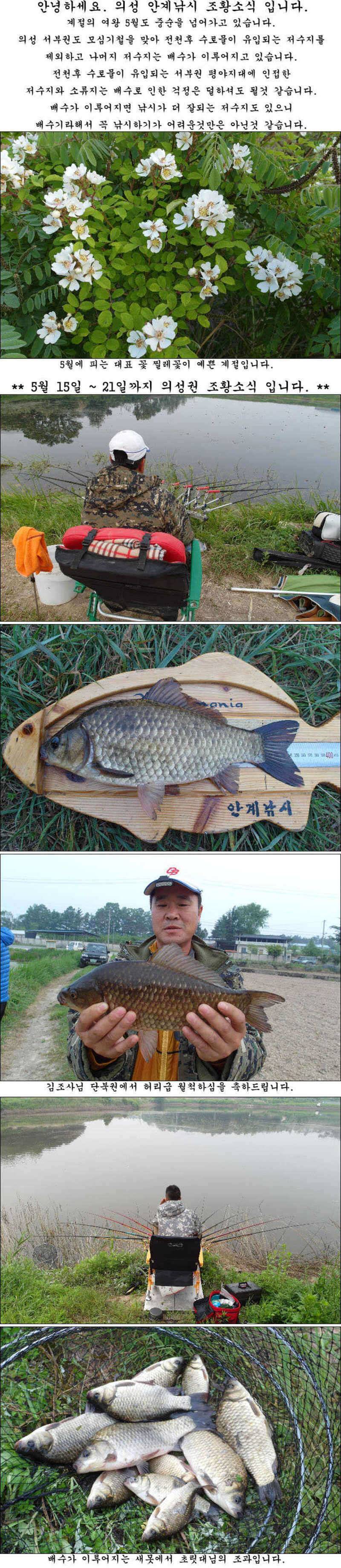 배수기에 대물406cm39cm에 허리급월척들 조황 (조황조행기 - 특파원조황)