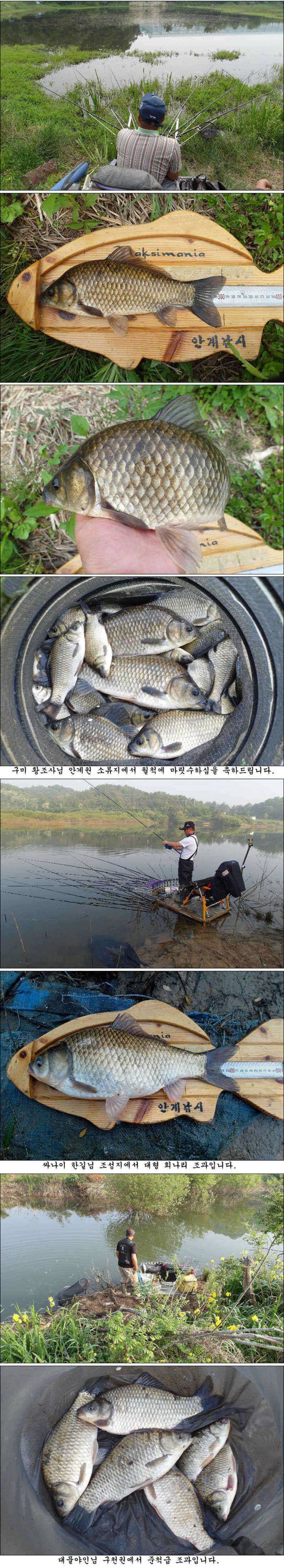 배수기에 대물406cm39cm에 허리급월척들 조황 (조황조행기 - 특파원조황)