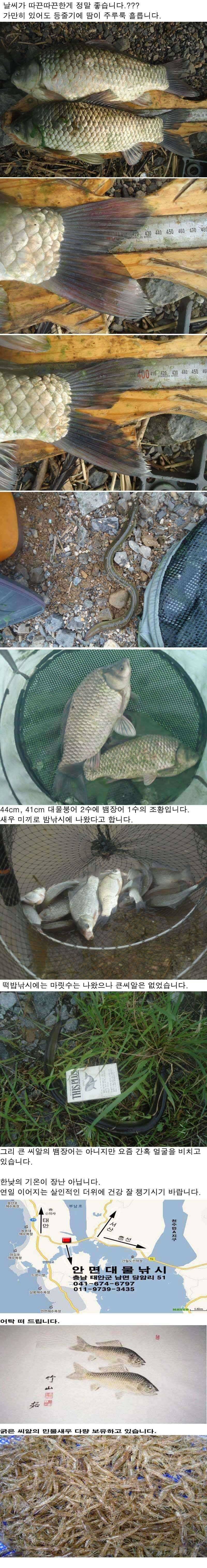 811 부남호 4441cm 대물붕어 및 뱀장어 주말 조황 (조황조행기 - 특파원조황)