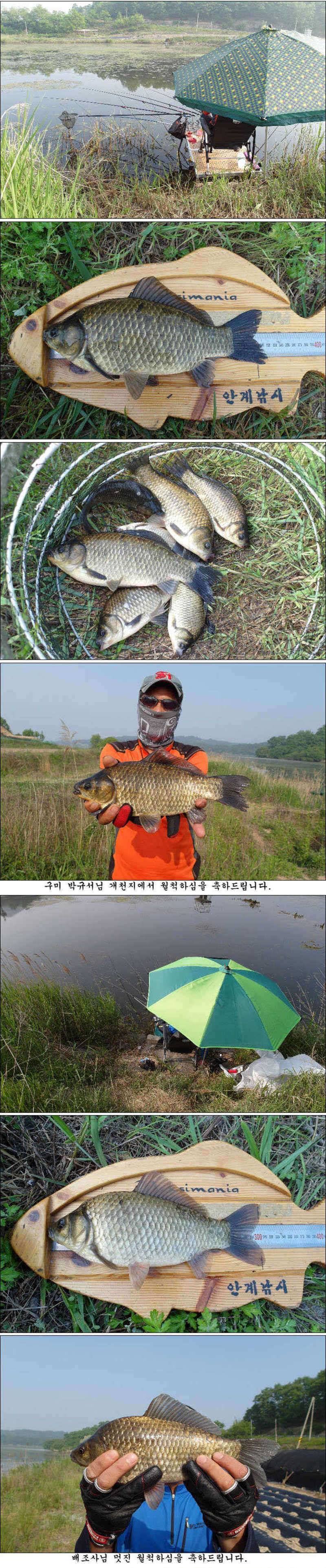 배수기에 대물406cm39cm에 허리급월척들 조황 (조황조행기 - 특파원조황)