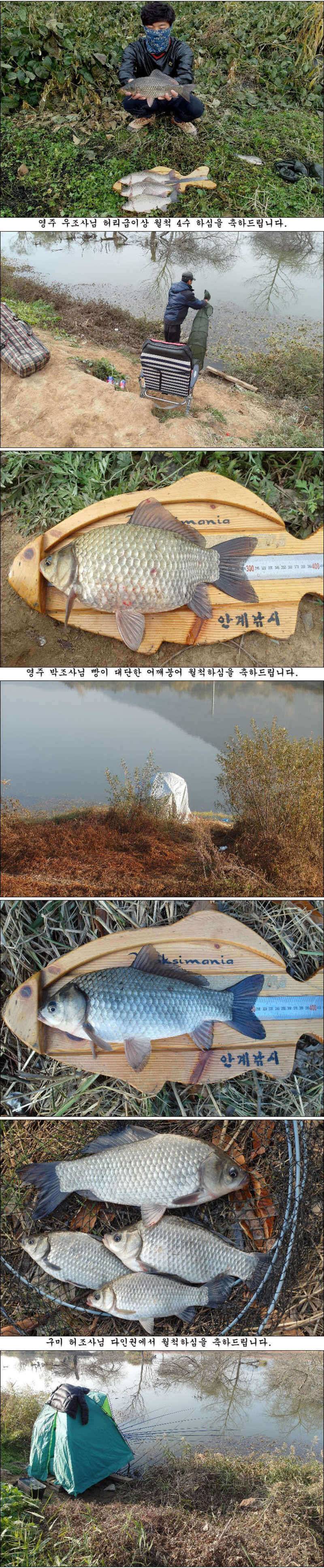 허리급 마릿수에 월척 마릿수 조황 (조황조행기 - 특파원조황)