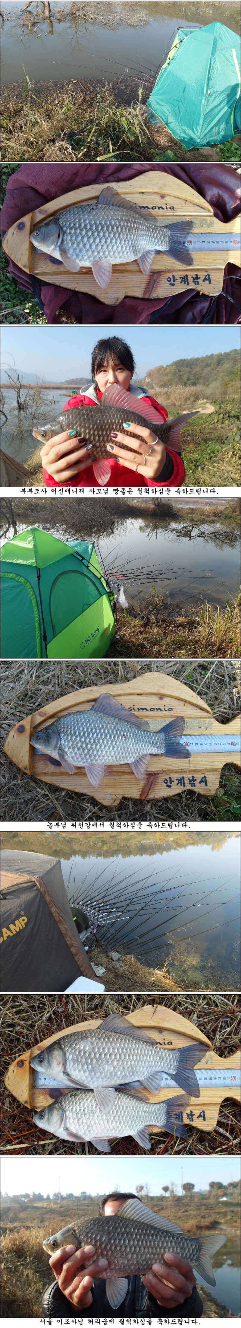 허리급 마릿수에 월척 마릿수 조황 (조황조행기 - 특파원조황)