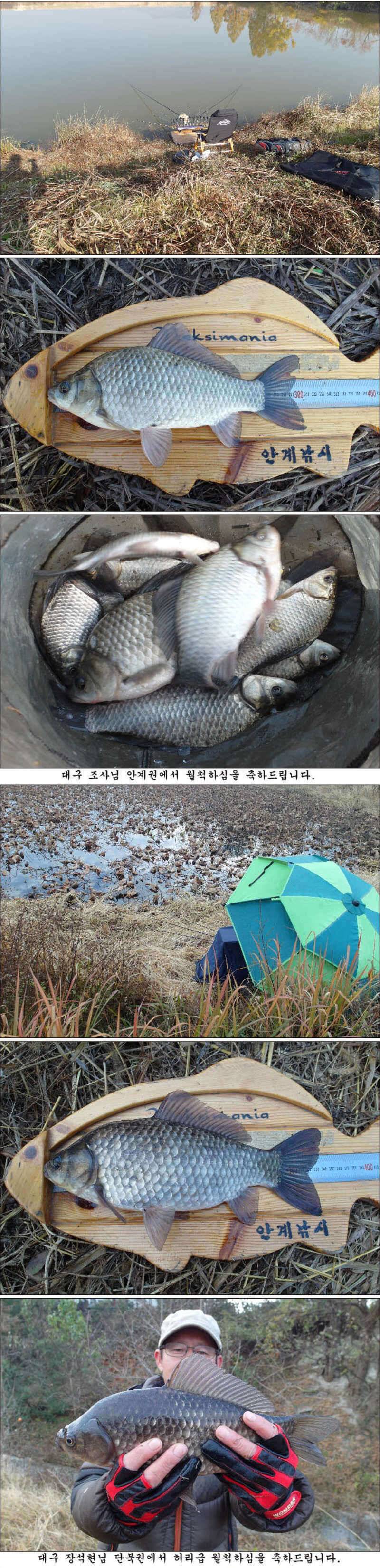 허리급 마릿수에 월척 마릿수 조황 (조황조행기 - 특파원조황)