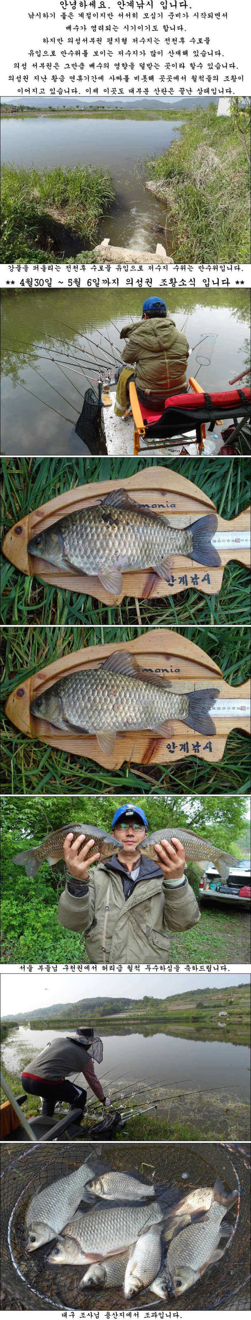 425cm와 허리급에 월척들 조황입니다 (조황조행기 - 특파원조황)