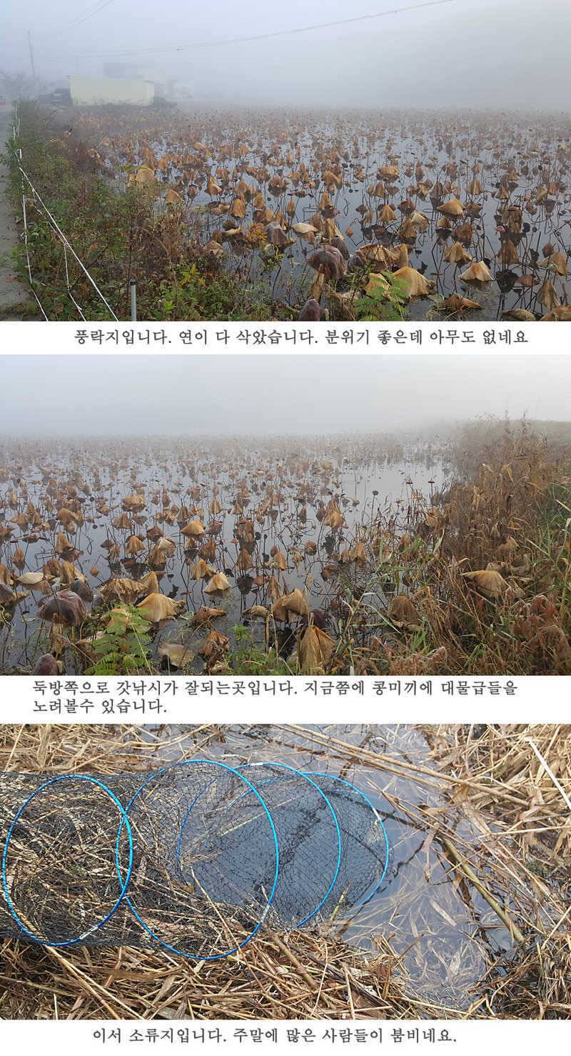 청도권 마릿수 조황이 좋네요 (조황조행기 - 특파원조황)