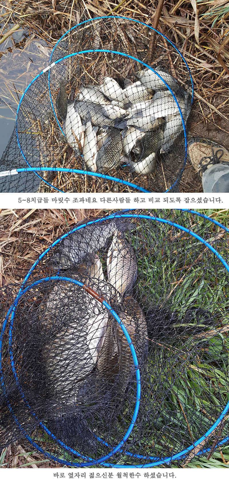 청도권 마릿수 조황이 좋네요 (조황조행기 - 특파원조황)