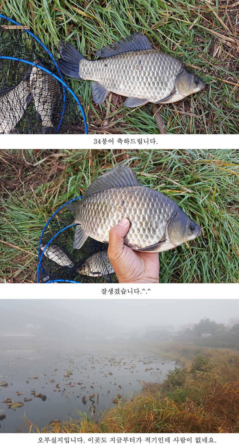 청도권 마릿수 조황이 좋네요 (조황조행기 - 특파원조황)