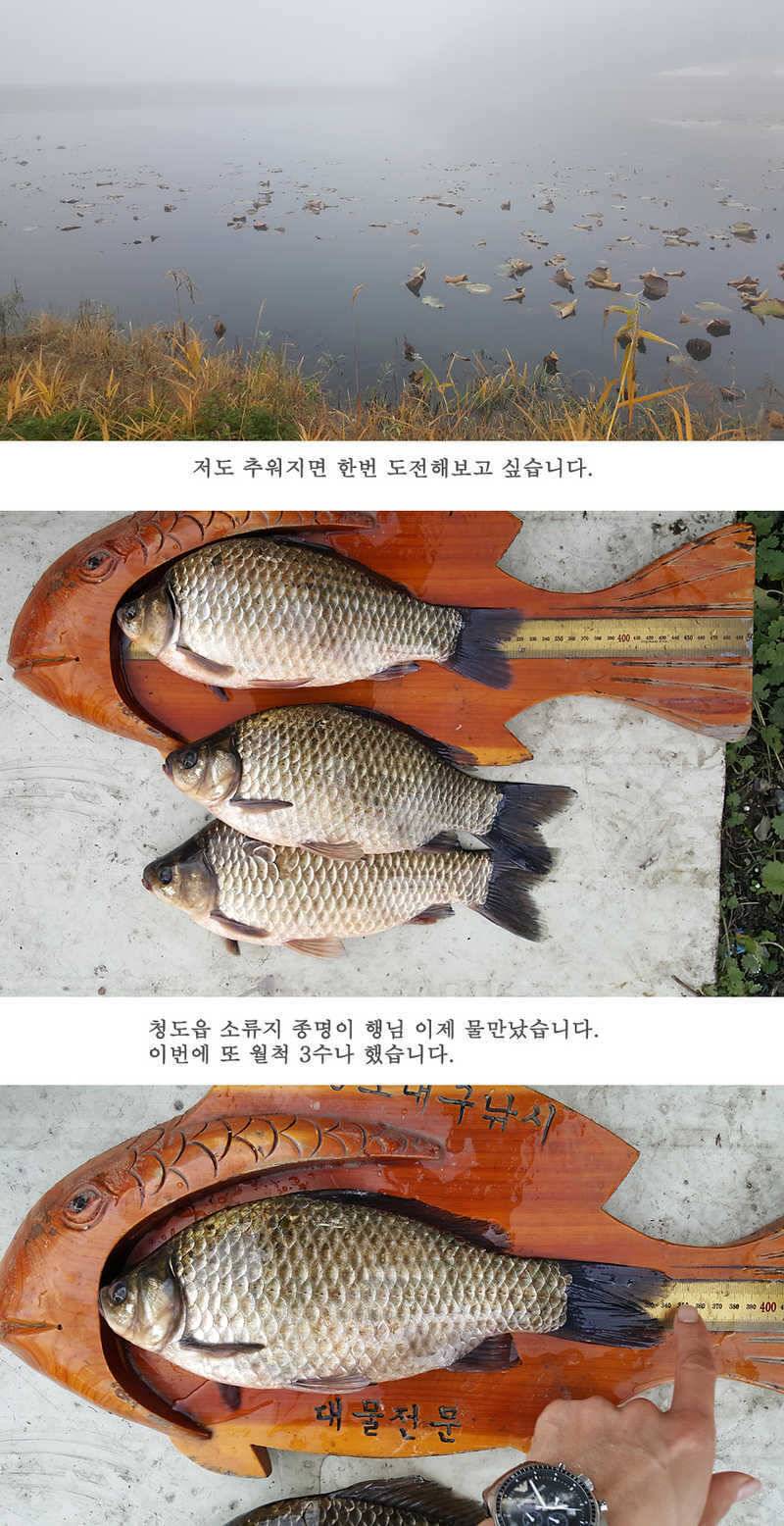 청도권 마릿수 조황이 좋네요 (조황조행기 - 특파원조황)