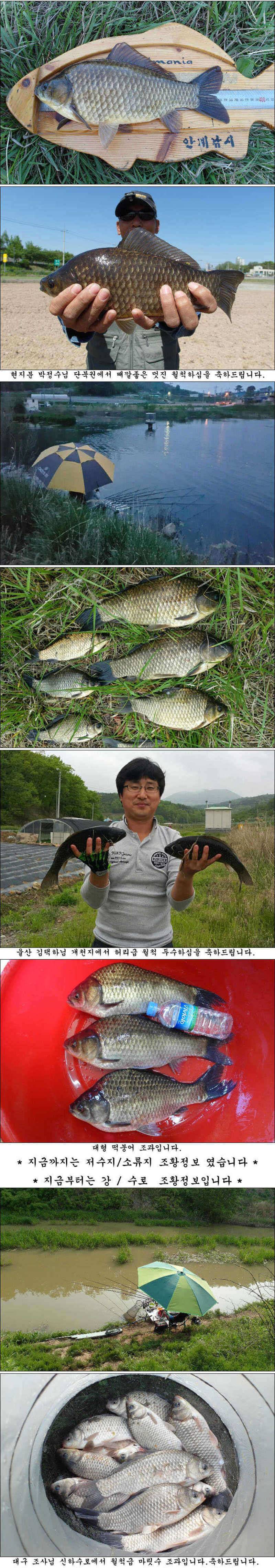 425cm와 허리급에 월척들 조황입니다 (조황조행기 - 특파원조황)