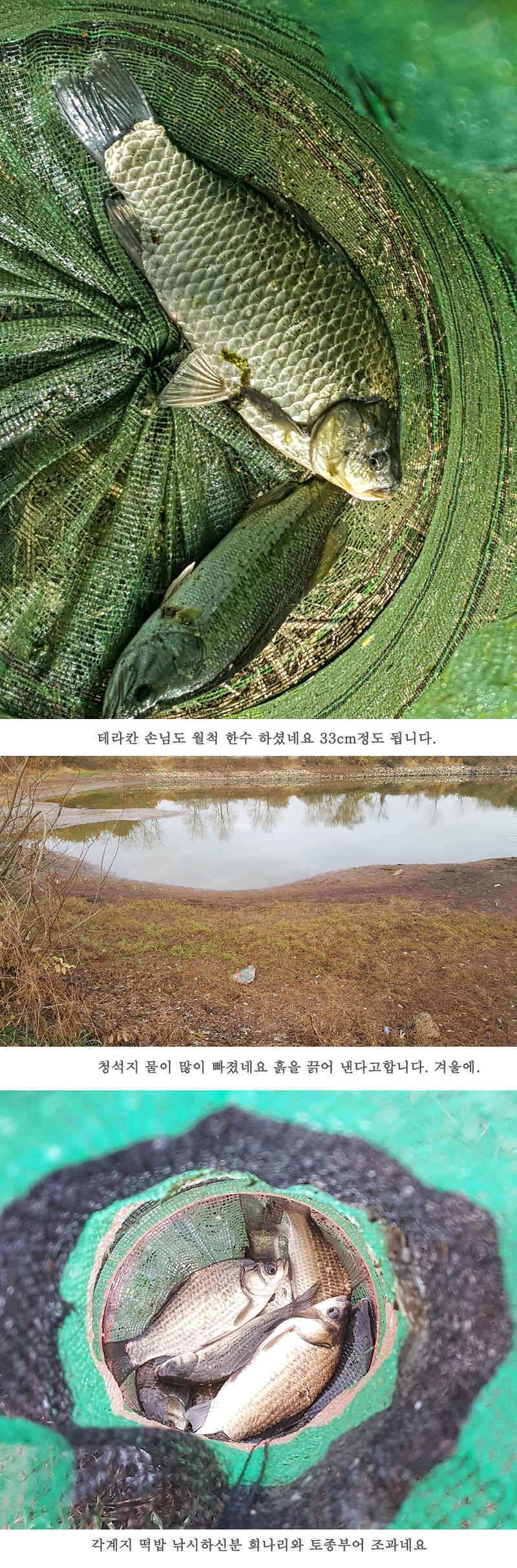 청도권 마릿수 조황이 좋네요 (조황조행기 - 특파원조황)