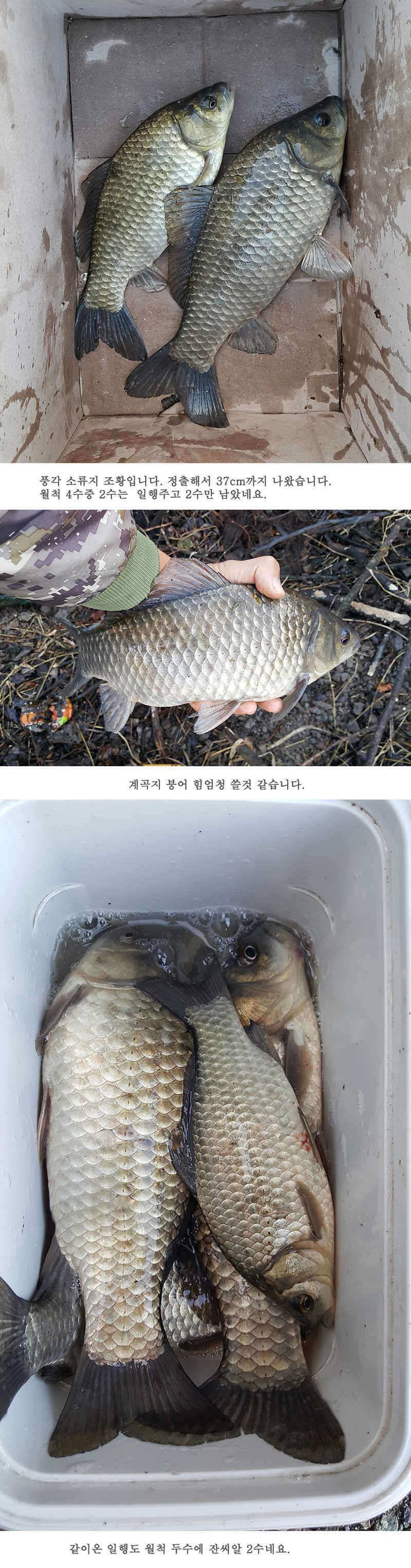 청도권 마릿수 조황이 좋네요 (조황조행기 - 특파원조황)