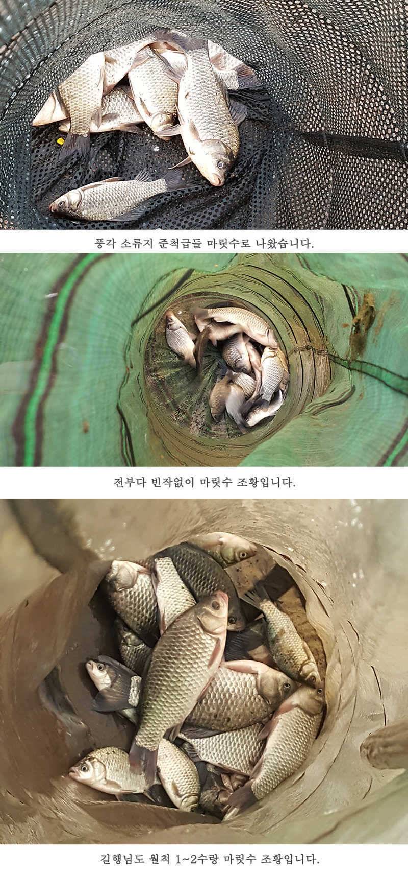청도권 마릿수 조황이 좋네요 (조황조행기 - 특파원조황)